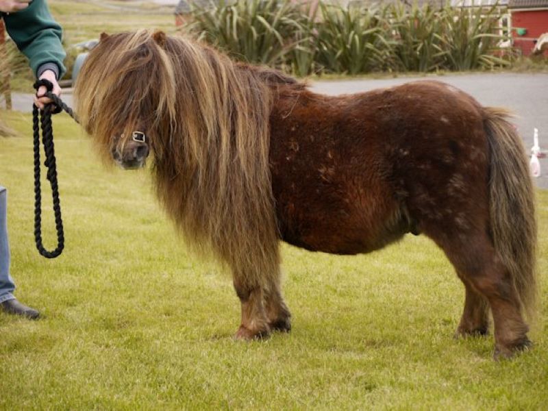 Brandon Fiery Jack 2